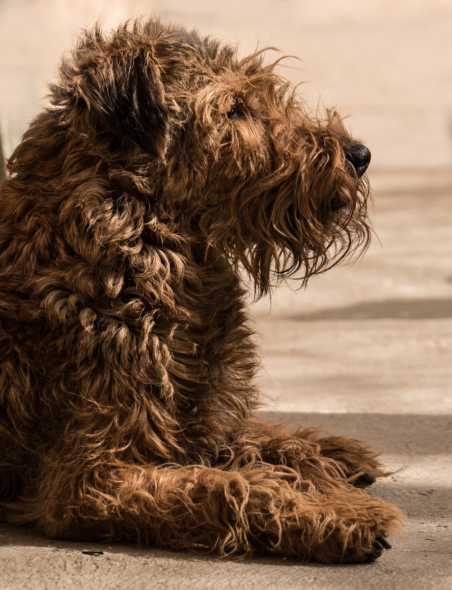 Irish Terrier with blown fur