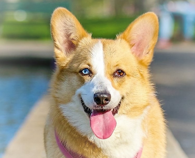 Corgie with two different colored eyes