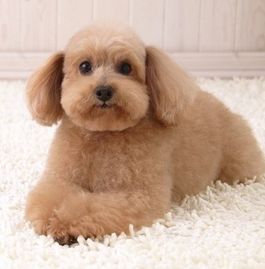 puppy cut on poodle