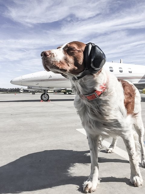 straighten up and fly right: flying dogs need ear protection