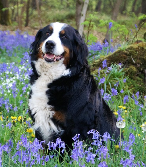 Bernese Mountain Dog