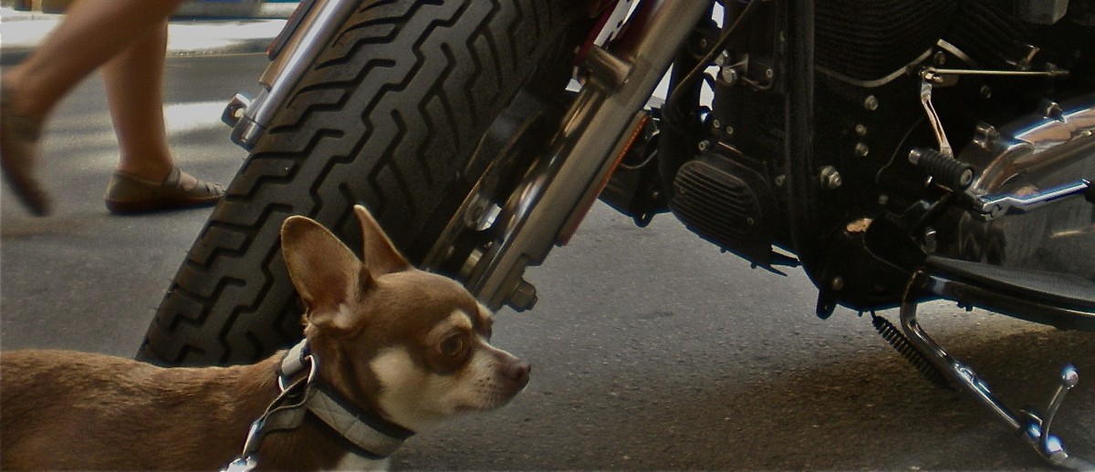 City-Life means oily dirt and grit on your dog's skin and in his fur.