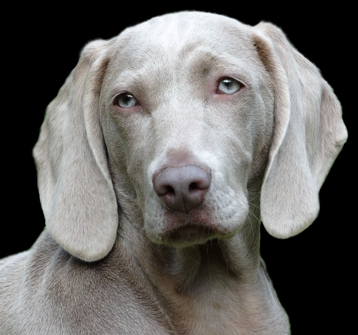 Weimaraner